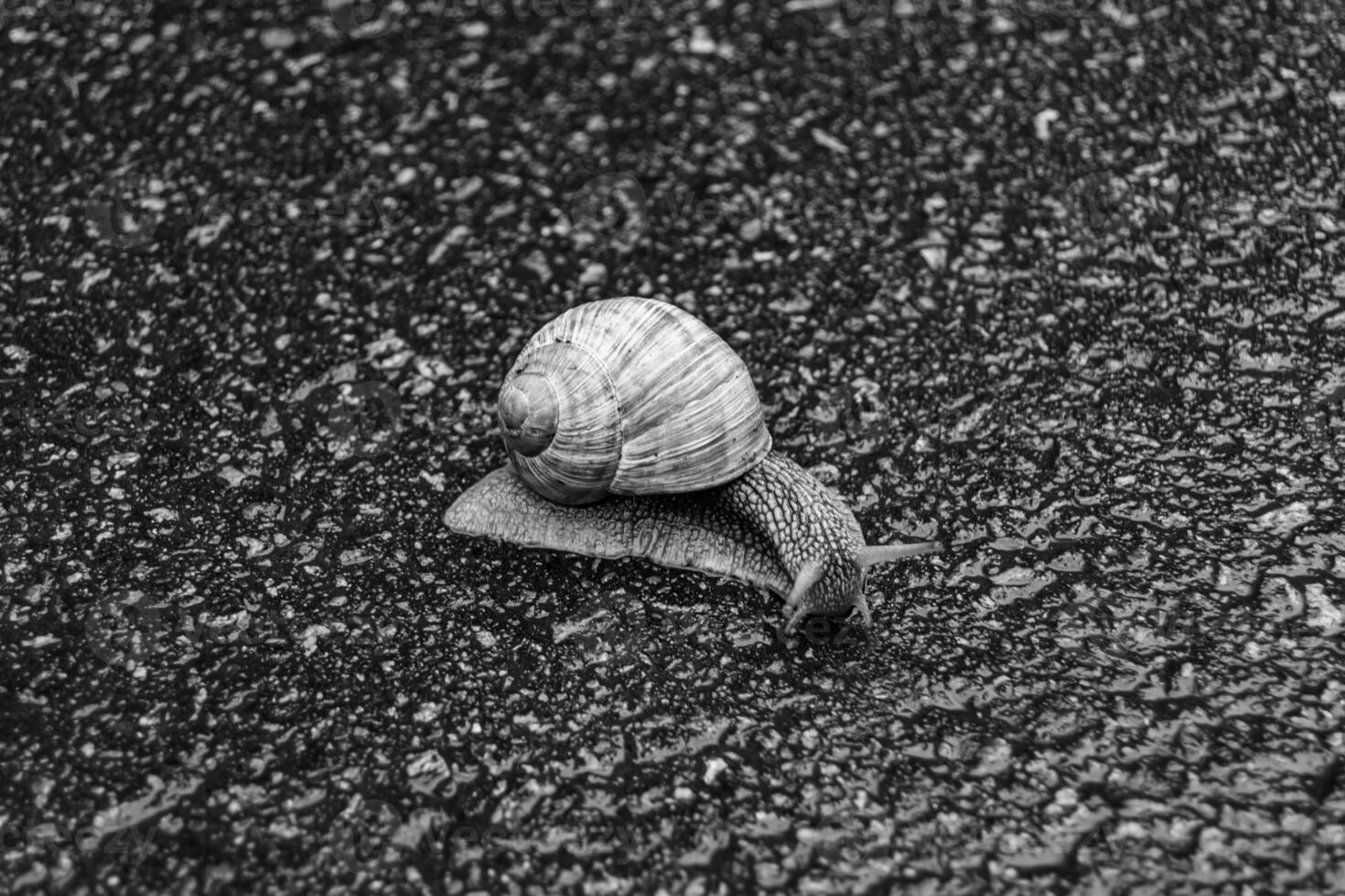 Big garden snail in shell crawling on wet road hurry home photo