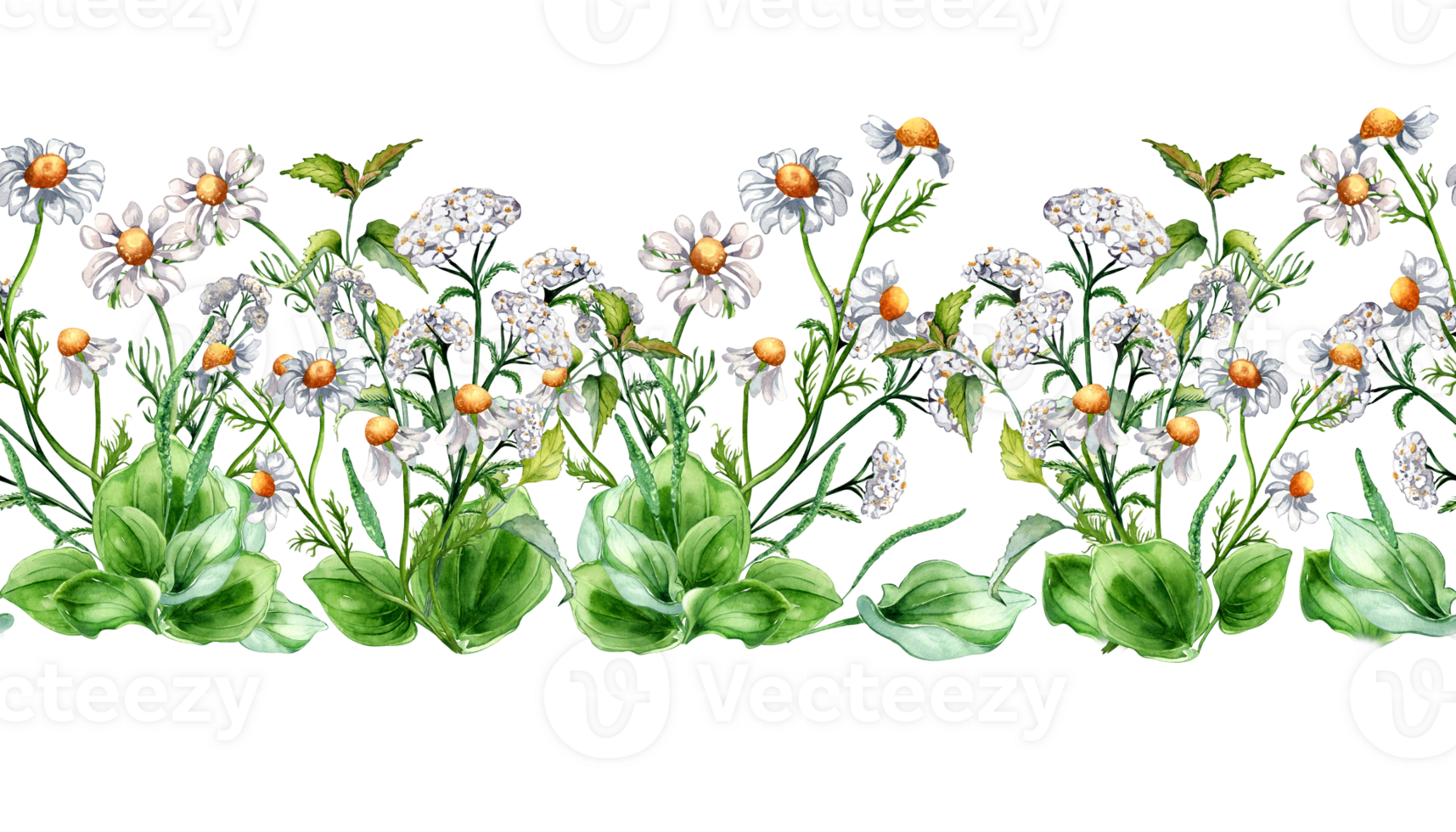Seamless border of meadow medicinal flower, herb plants watercolor illustration. Daisy, chamomile, nettle, achillea yarrow board hand drawn. Design for label, package, print. png