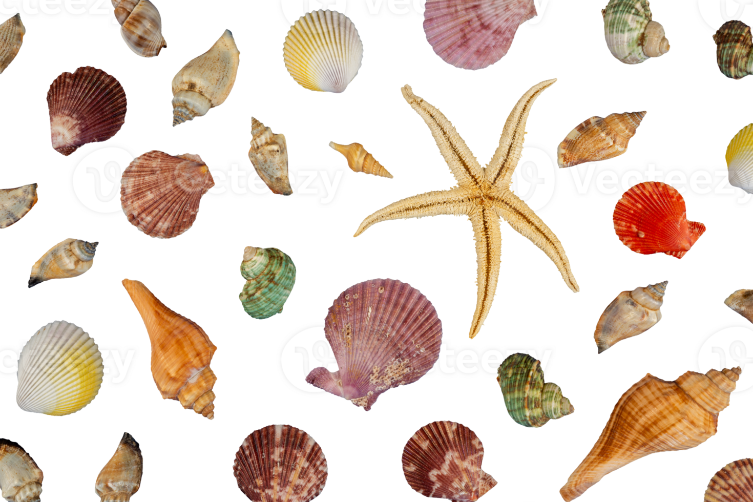 shells-pngs-for-free-download