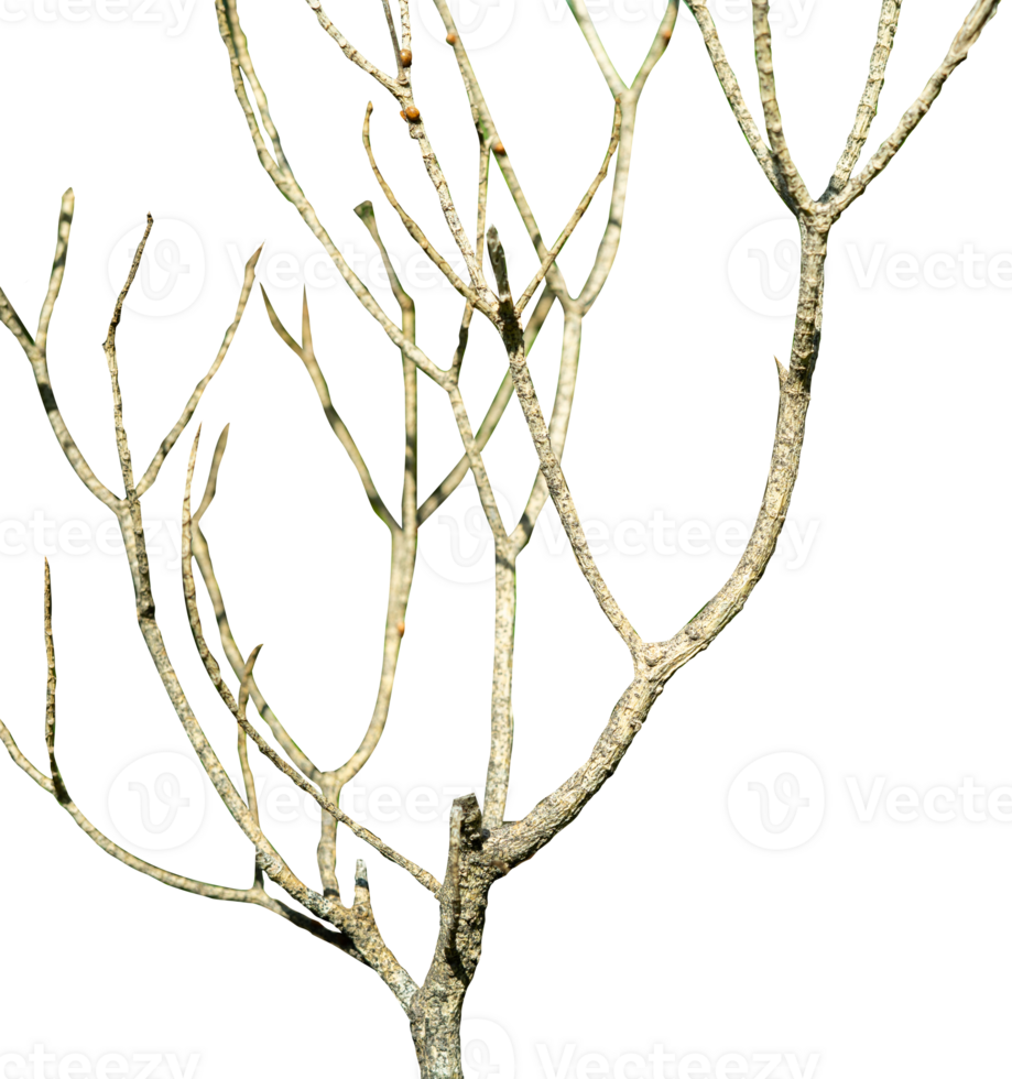 abstract tree branches isolated element png
