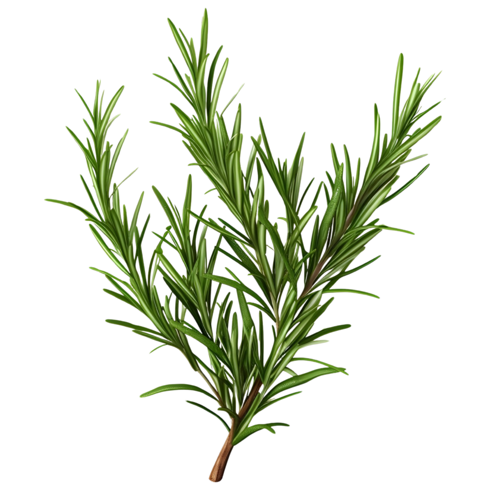 ai genererad rosmarin växt i vattenfärg png