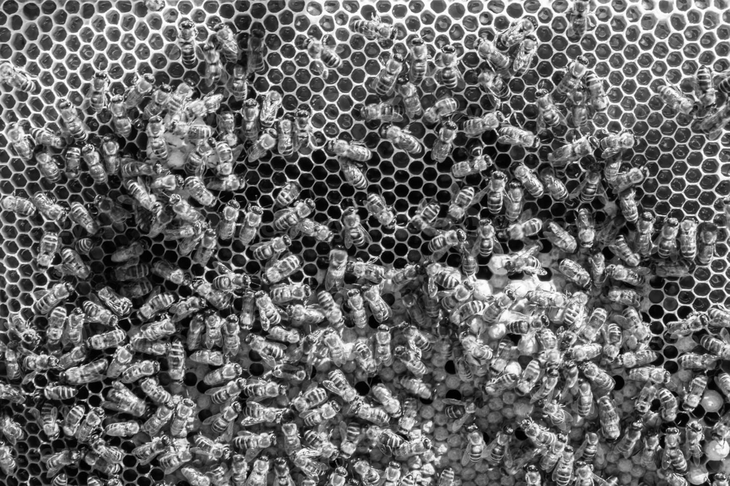 Abstract hexagon structure is honeycomb from bee hive filled photo