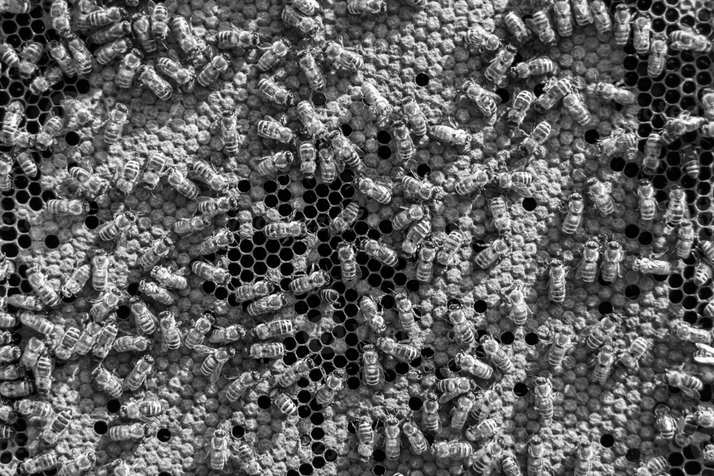 Abstract hexagon structure is honeycomb from bee hive filled photo