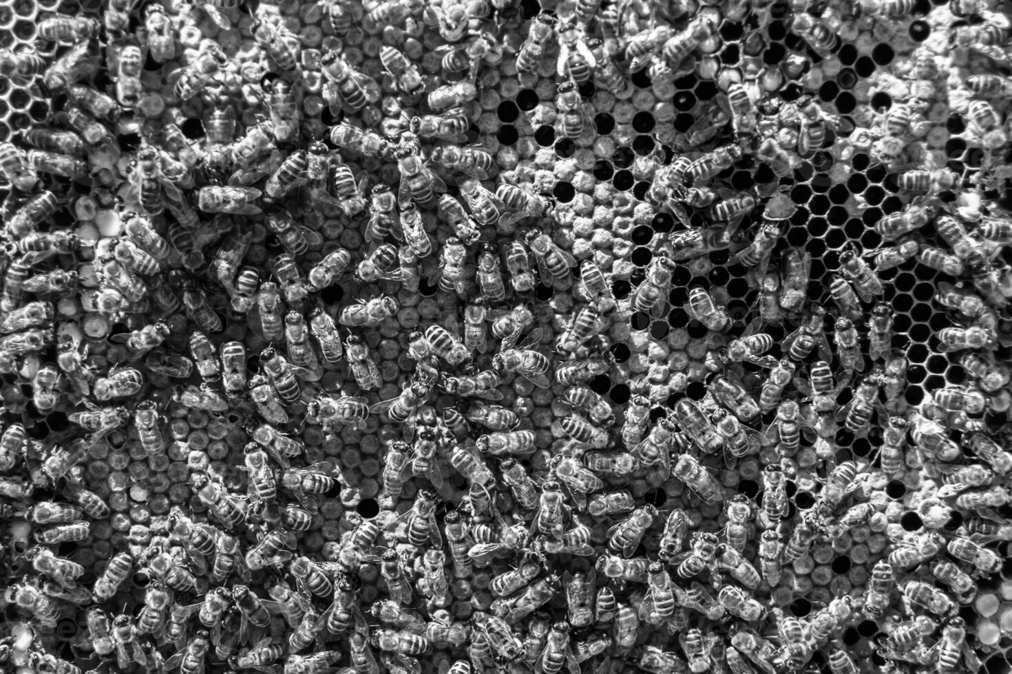 La estructura hexagonal abstracta es un panal de abejas lleno de colmena foto