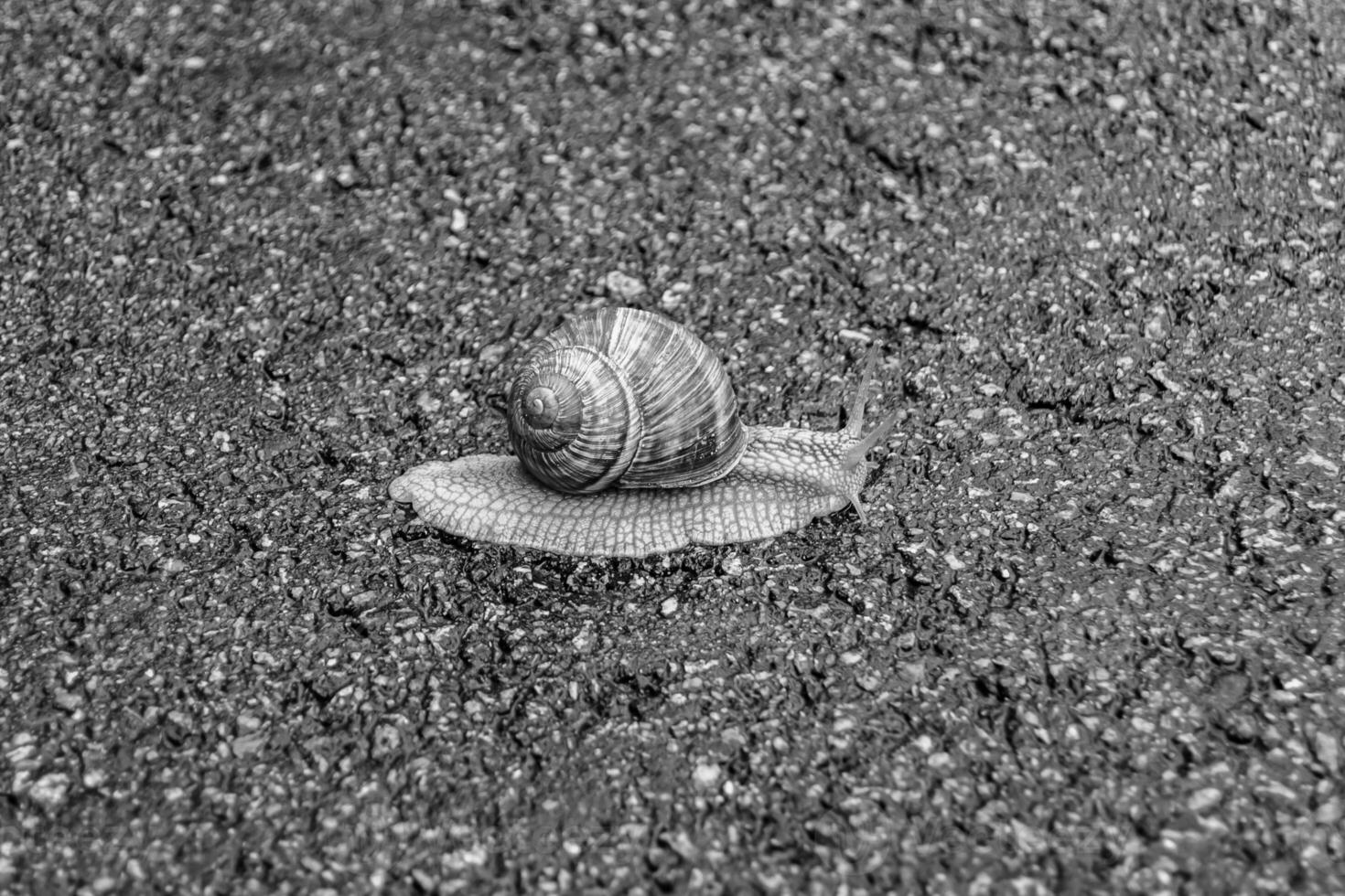 Big garden snail in shell crawling on wet road hurry home photo