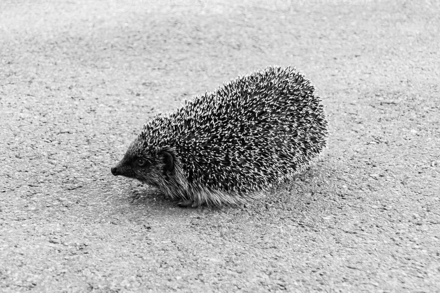 fotografía en tema hermosa espinoso pequeño erizo va dentro denso salvaje bosque foto