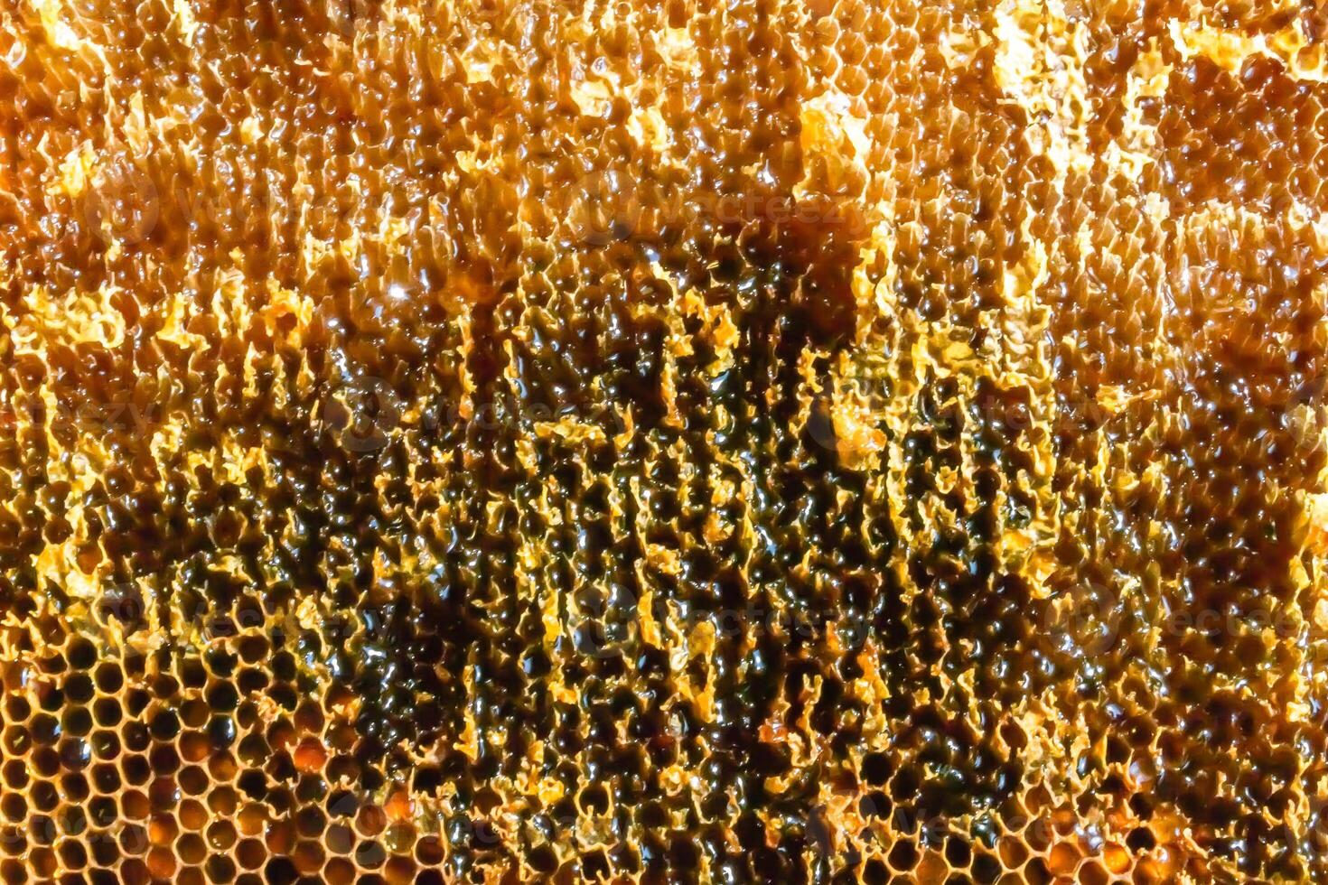 Drop of bee honey drip from hexagonal honeycombs filled with golden nectar photo