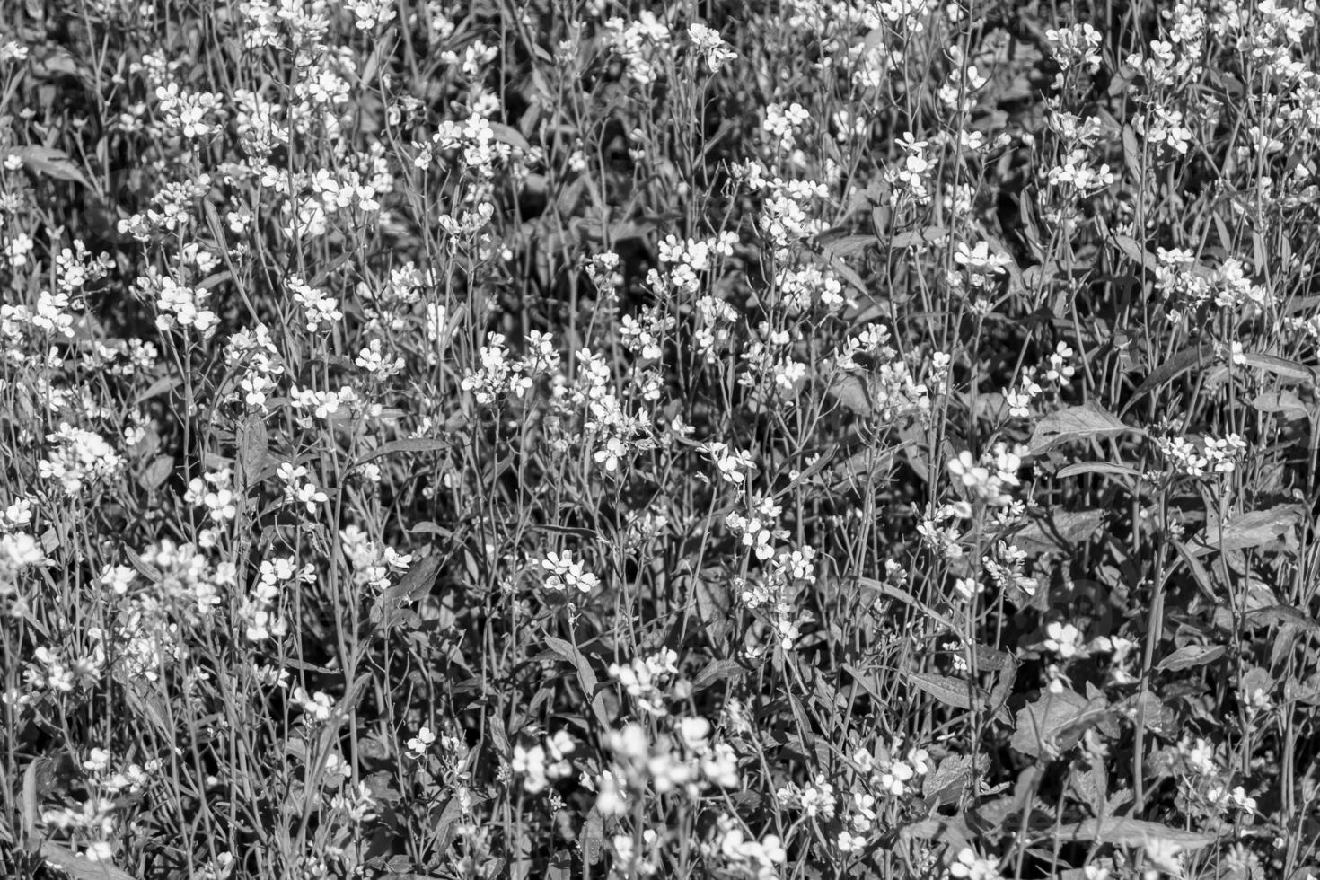 Photography on theme fine wild growing flower mustard on background meadow photo