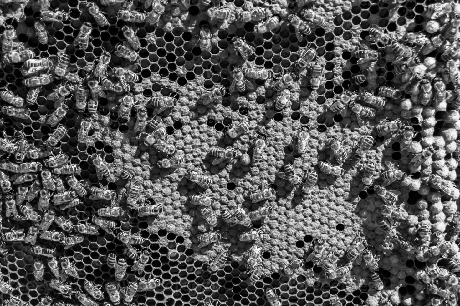 Abstract hexagon structure is honeycomb from bee hive filled photo