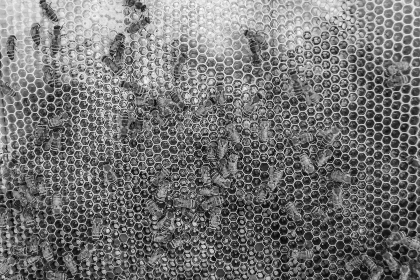 Abstract hexagon structure is honeycomb from bee hive filled photo