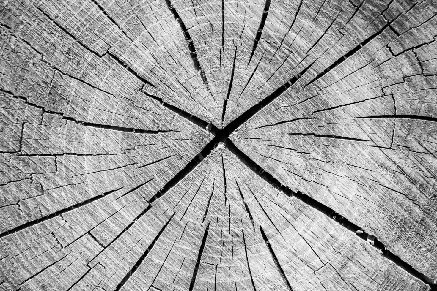 Beautiful wooden fracture old oak, natural texture close up photo