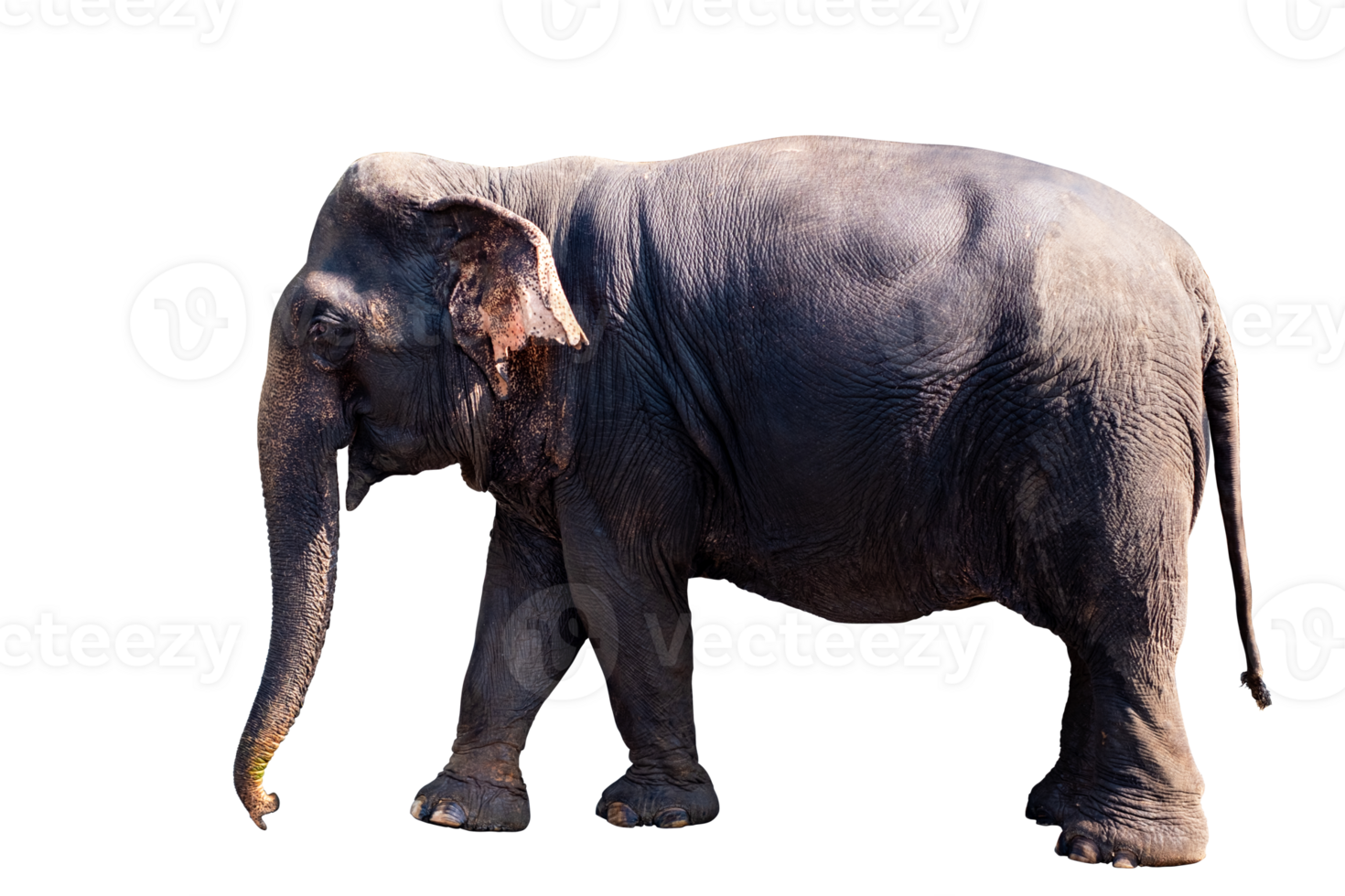 Elephant, Full body standing and walking of big black female asian elephant isolated on transparent background, Thailand elephant, side view, PNG File