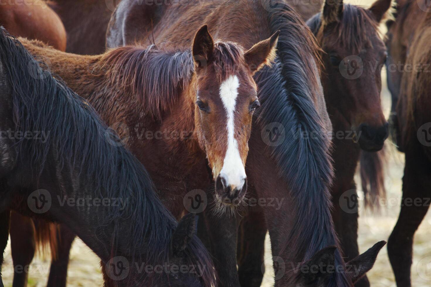 grupo de hembra caballos Bebiendo agua a granja cuenco foto