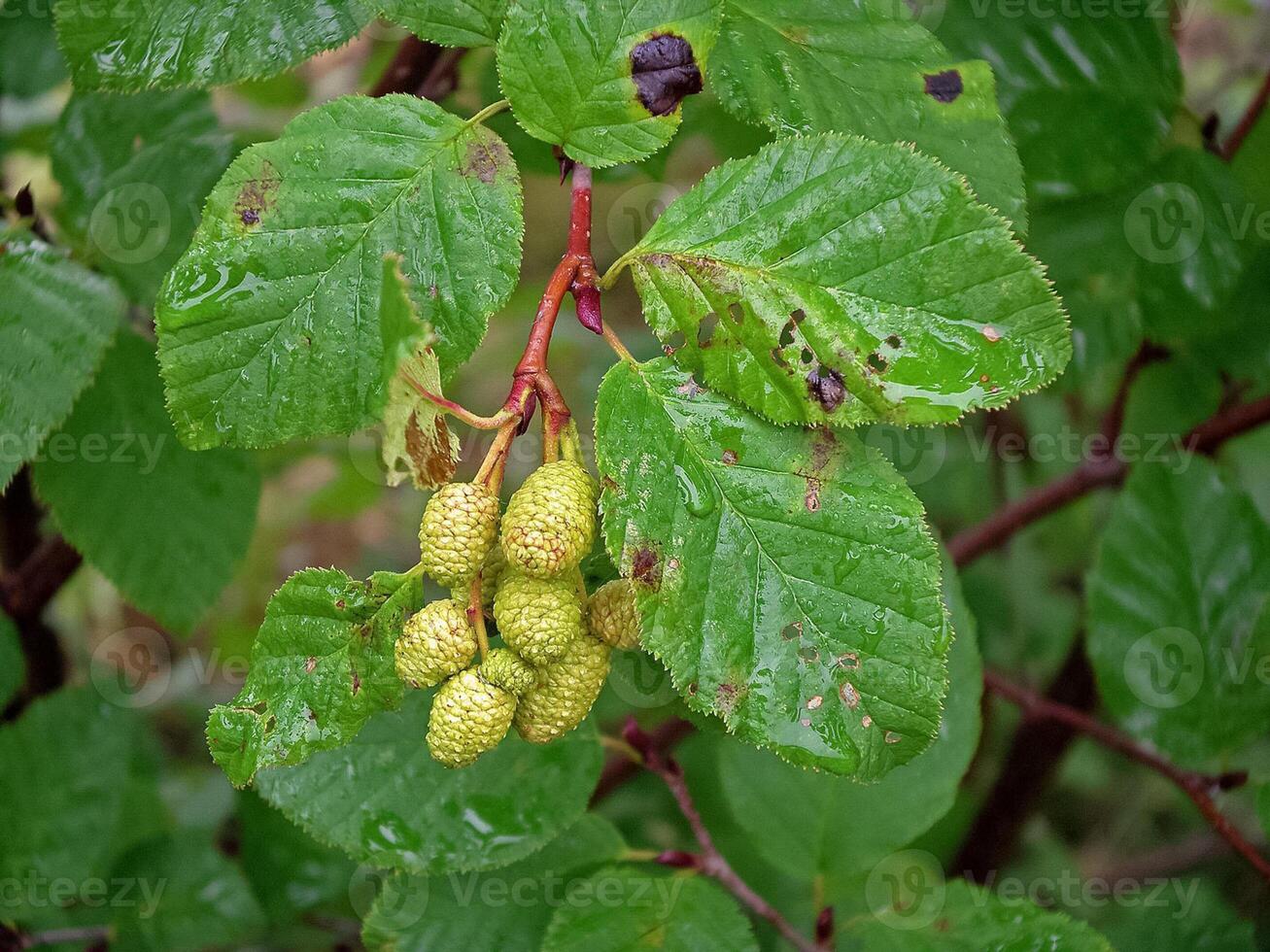 Earrings on a branch with leaves. A tree in the taiga. photo