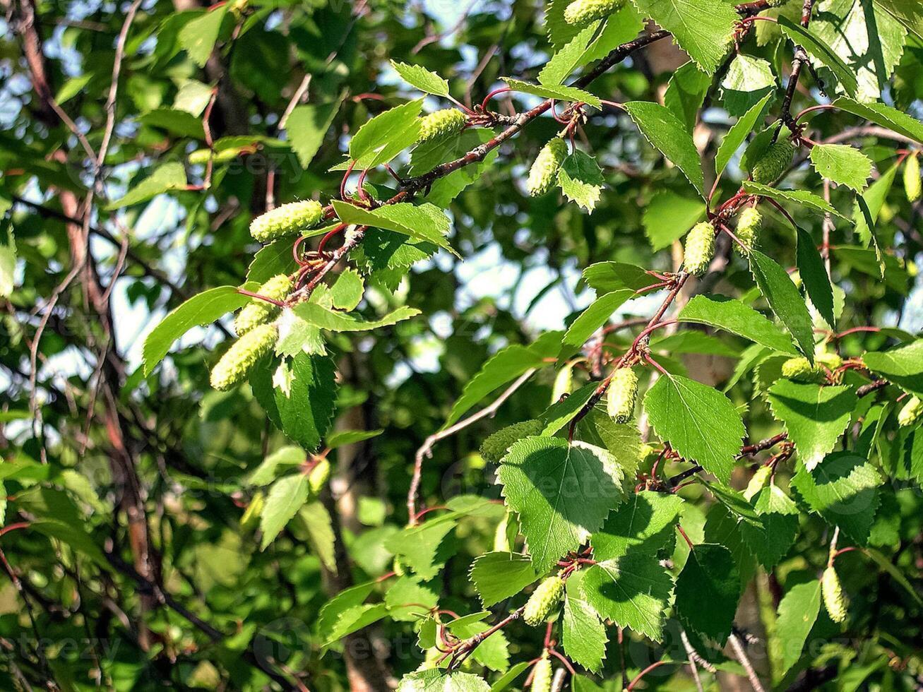 Birch brunes. Flowering birch. Earrings of birch. photo