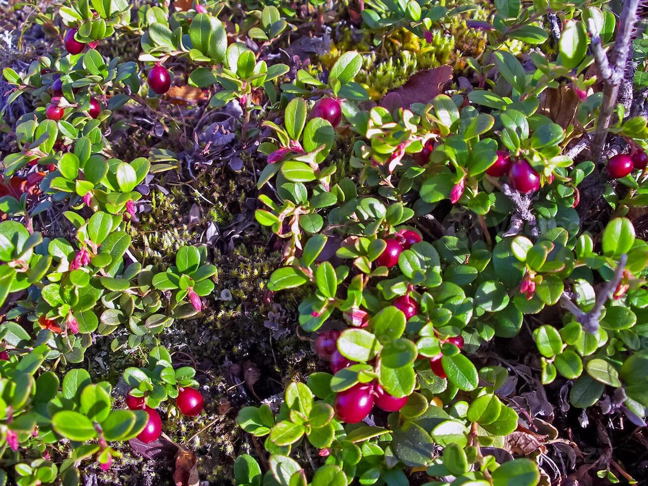 Red berries of red bilberry on bushes. Berries in the tundra. photo