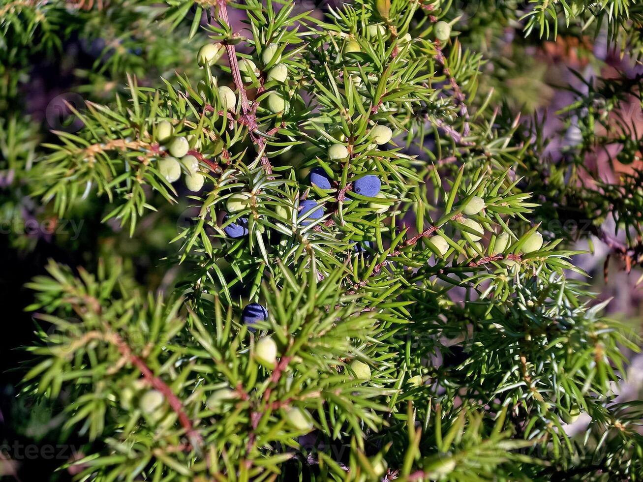 Berries of wateryards on a bush. Tundra berries. photo