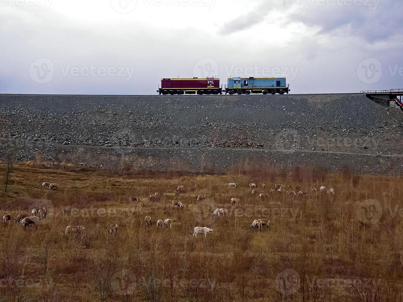 The reindeer graze near the railway. Diesel locomotive on the ra photo