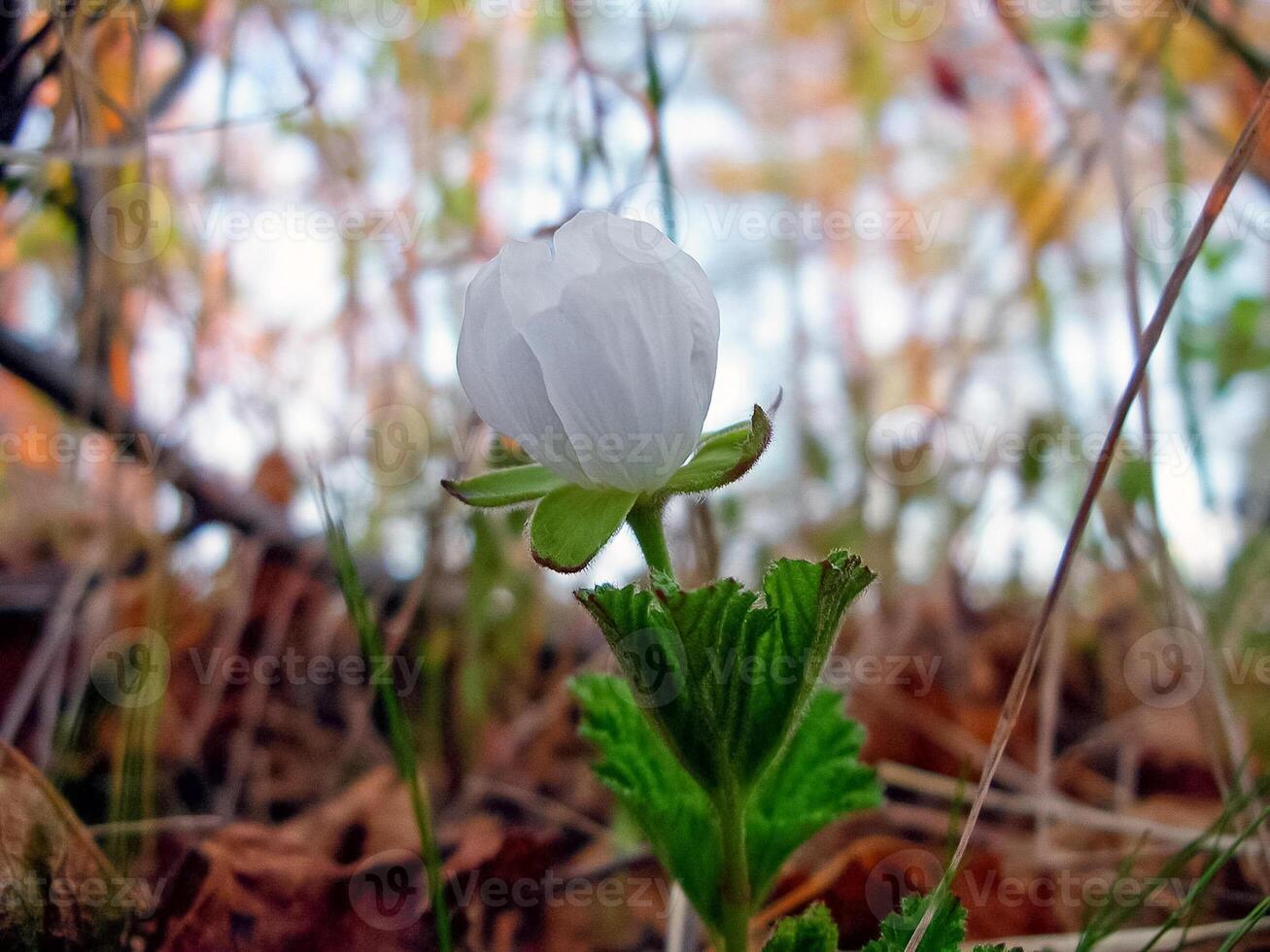 White flowers on a meadow in the tundra. Summer in the tundra. photo