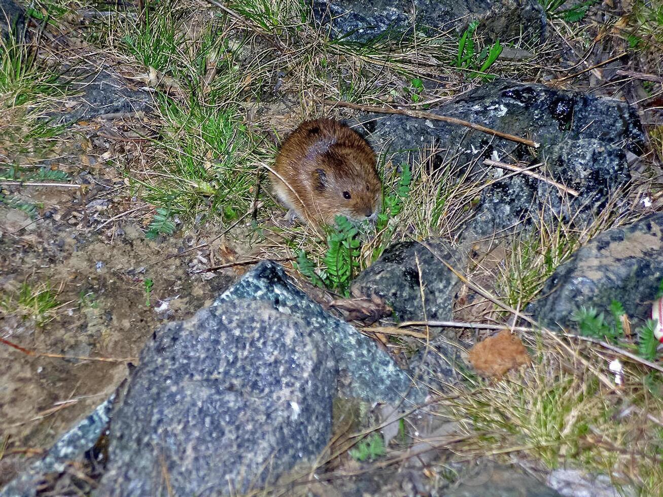 Lemming among dry grass and stones. tundra rodent. photo