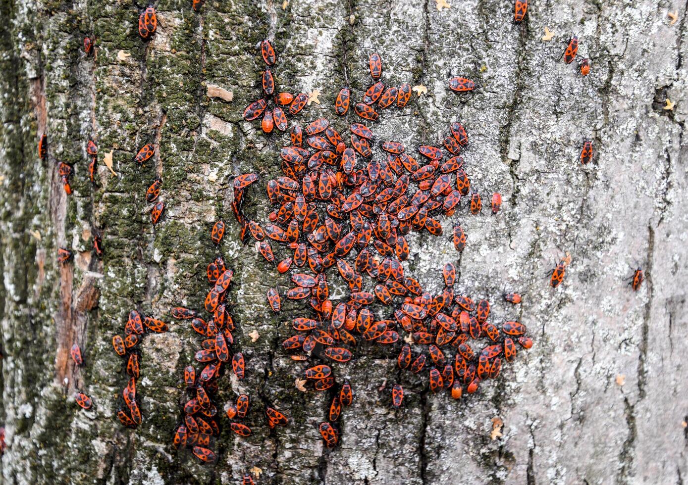Red bugs bask in the sun on tree bark. Autumn warm-soldiers for beetles photo