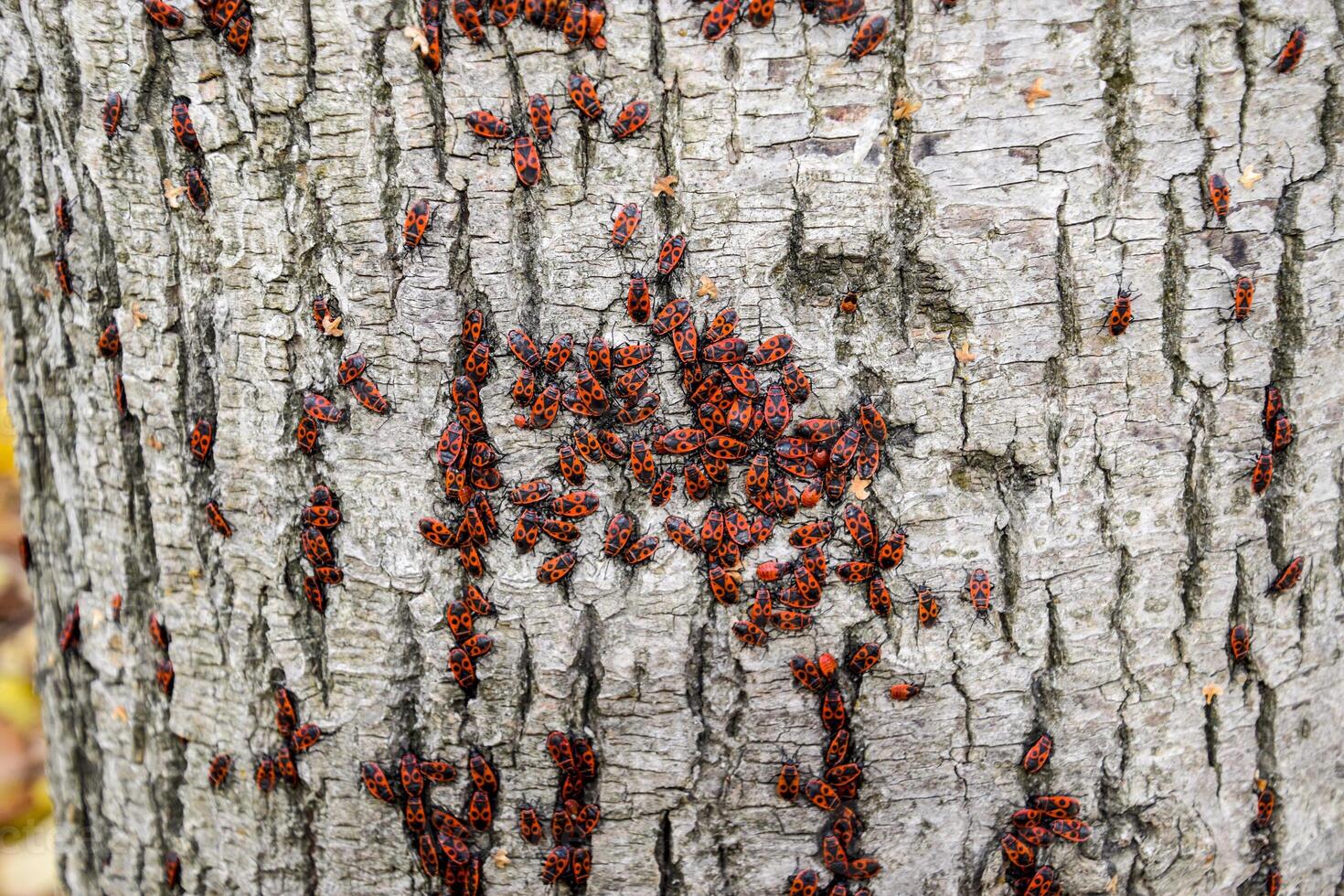 rojo loco disfrutar en el Dom en árbol ladrar. otoño soldados calientes para escarabajos foto