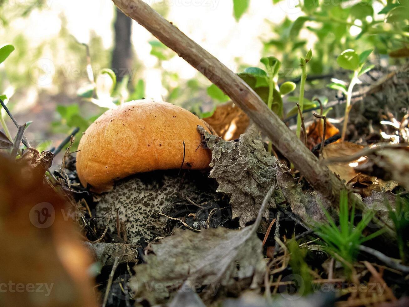 Edible mushrooms in the forest litter. Mushrooms in the forest-t photo