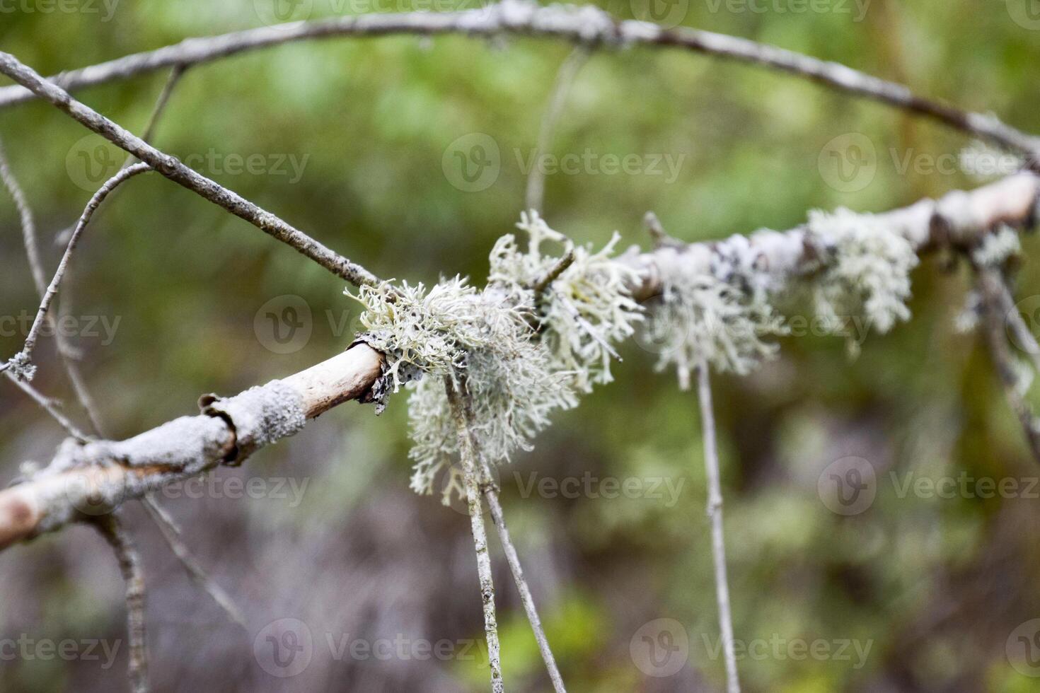 Moss on a tree branch. Green moss on a dead dead tree branch. photo