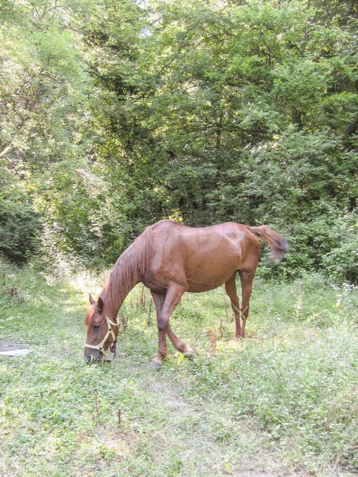 Horses in the wood. Maintenance of horses photo