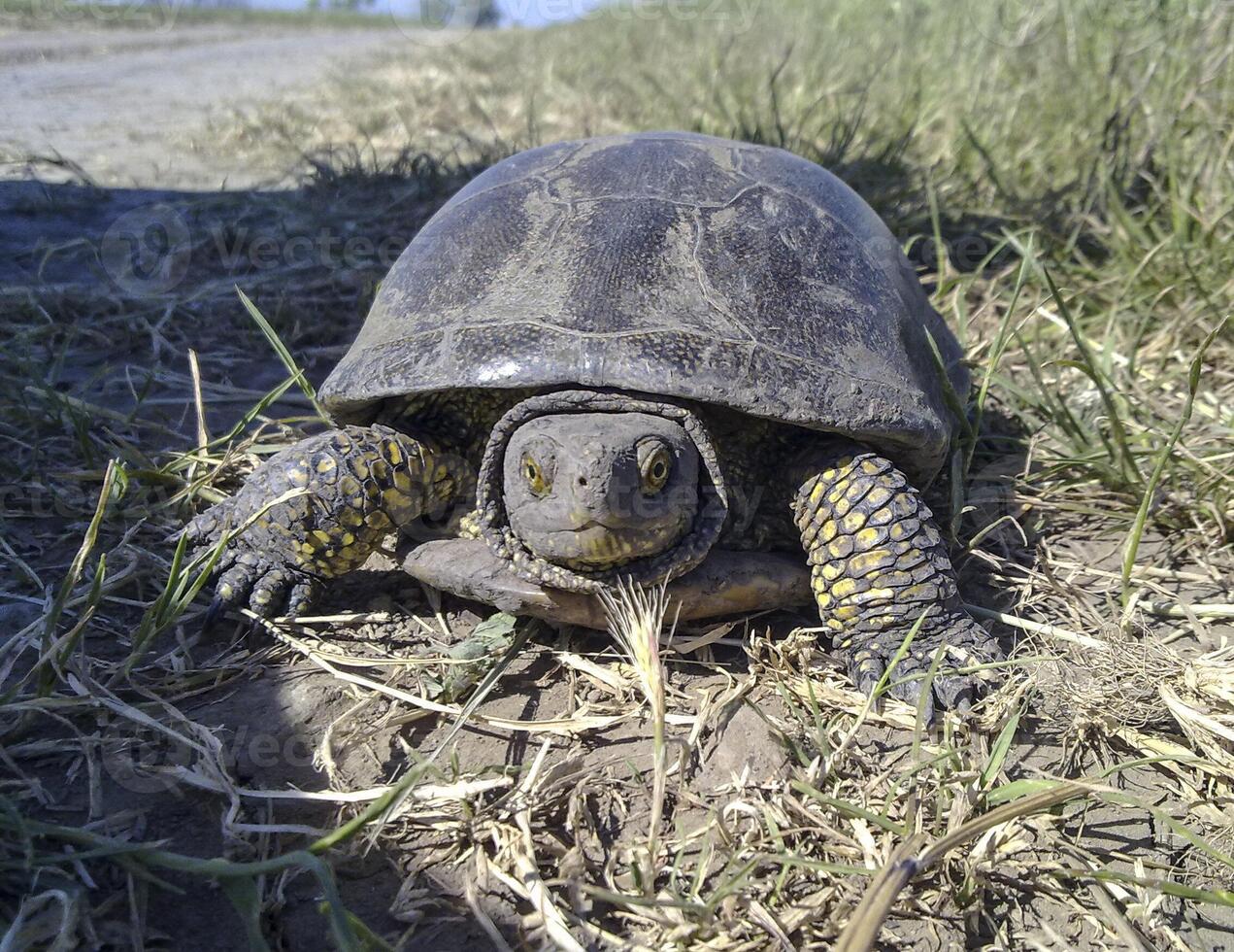 terrapin. The turtle creeps on a grass in search of reservoirs photo