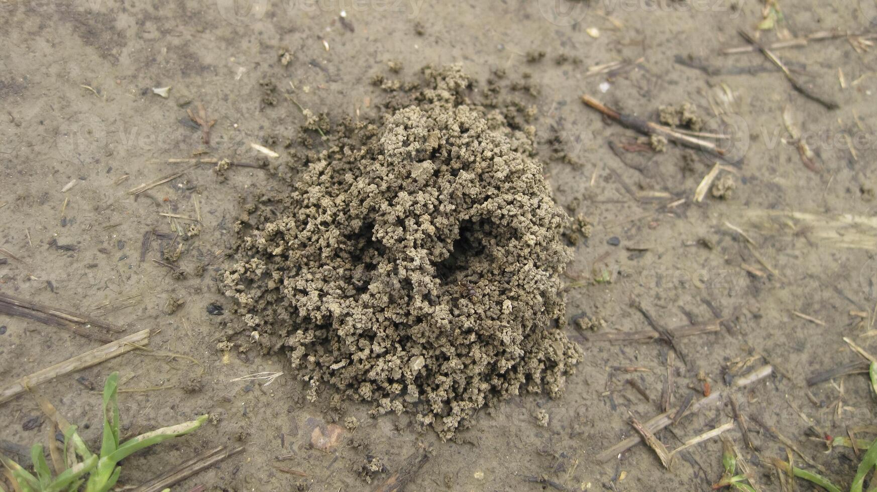 Ant hill. A nest of ants in the earth, a small group of slices of clay photo