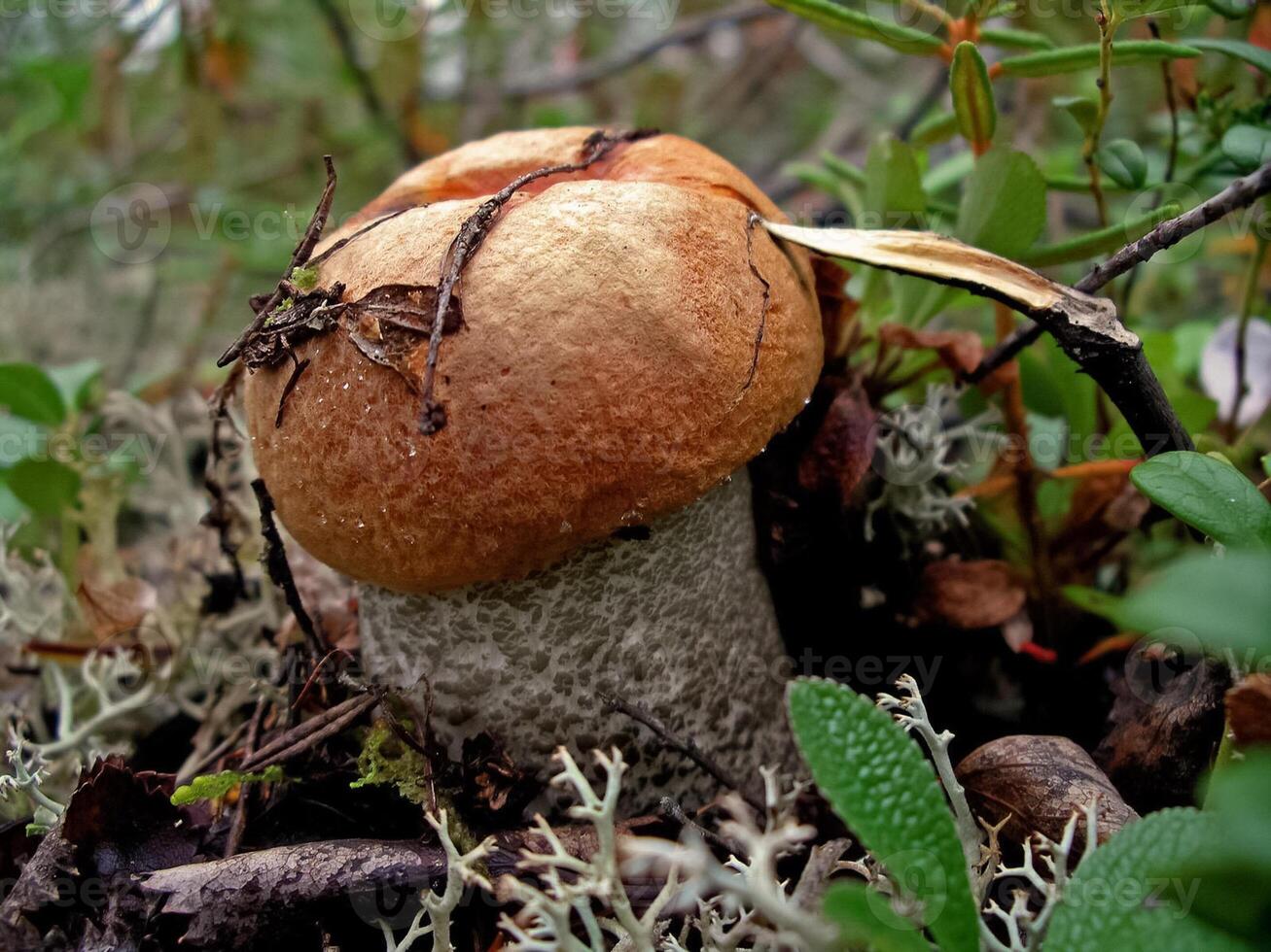 Edible mushrooms in the forest litter. Mushrooms in the forest-t photo