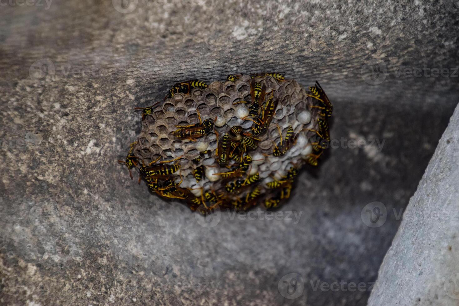 nest of a family of wasps which is taken a close-up. photo