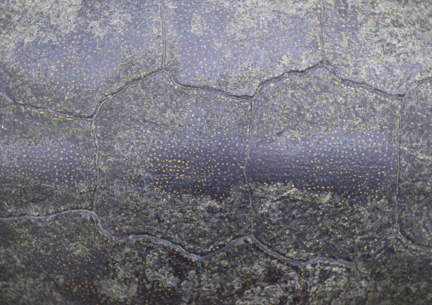 Background texture of tortoise shell. Turtle shell. photo