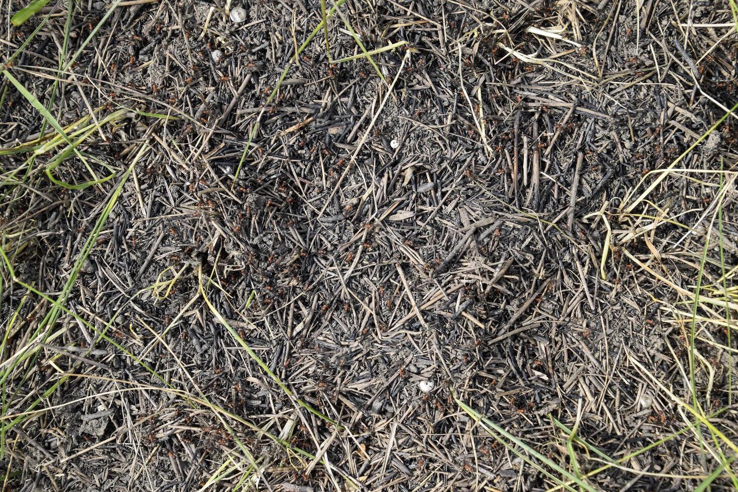 Ordinary ants on an anthill photo