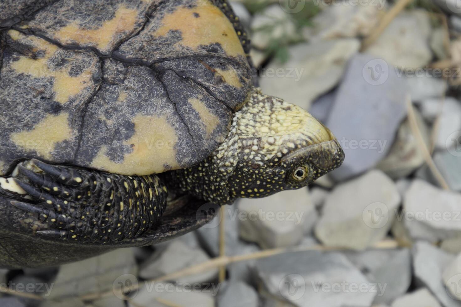 The tortoise lies upside down on the back. Ordinary river tortoise of temperate latitudes. The tortoise is an ancient reptile. photo
