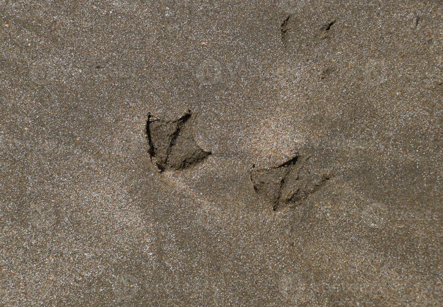 huellas de un Gaviota en el arena por el mar foto