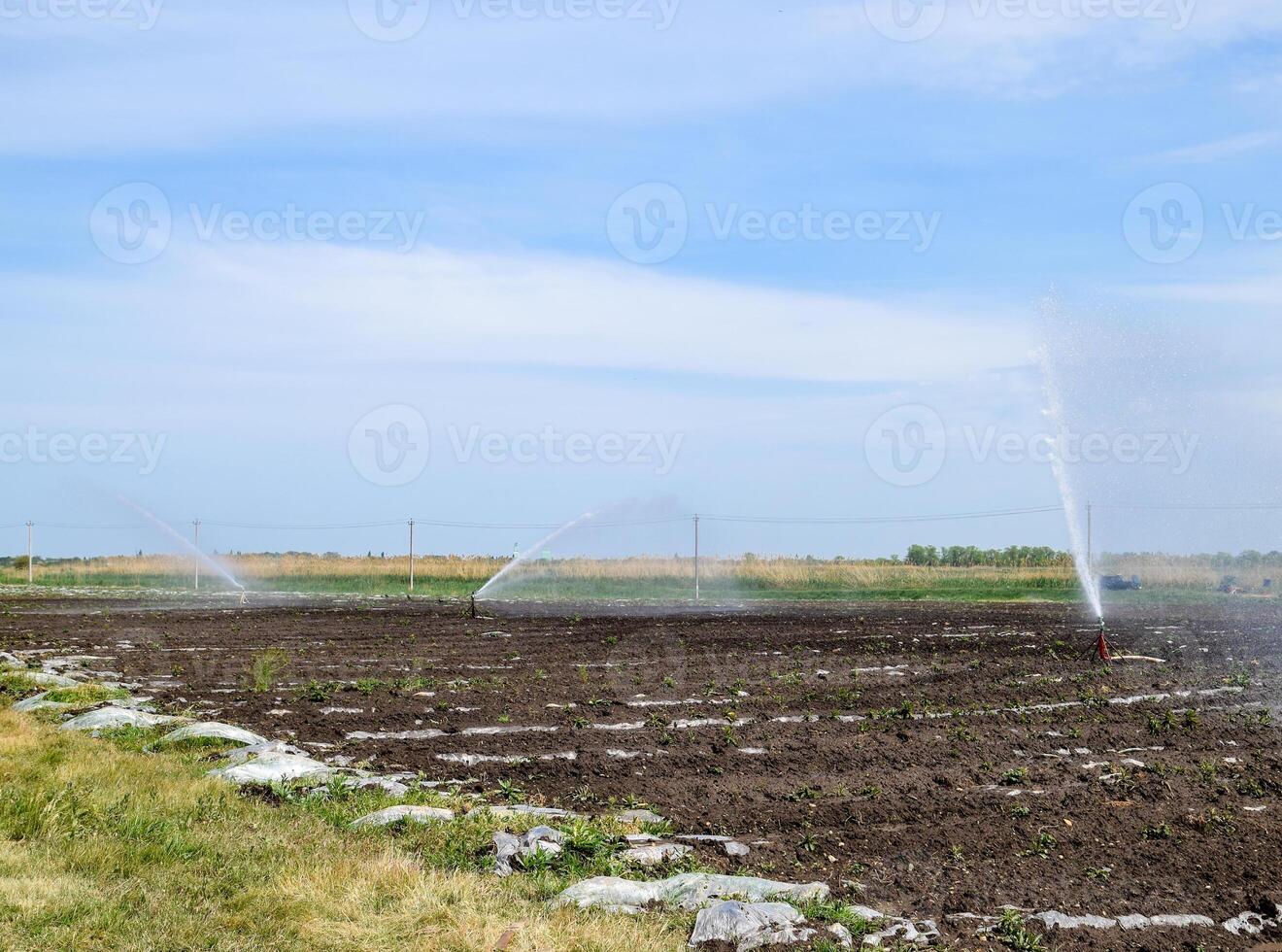 irrigación sistema en campo de melones riego el campos. aspersor foto