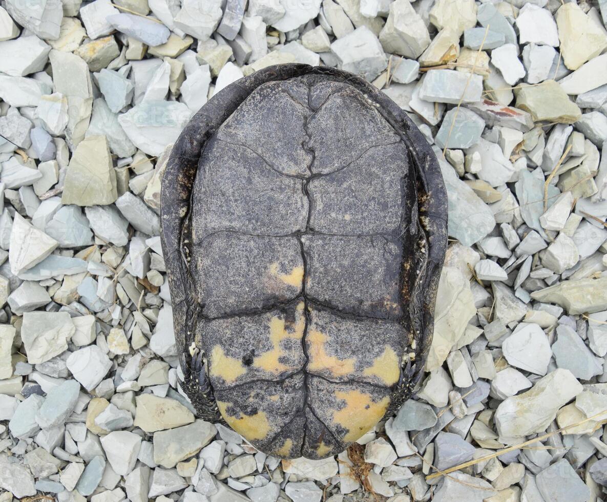 The tortoise lies upside down on the back. Ordinary river tortoise of temperate latitudes. The tortoise is an ancient reptile. photo