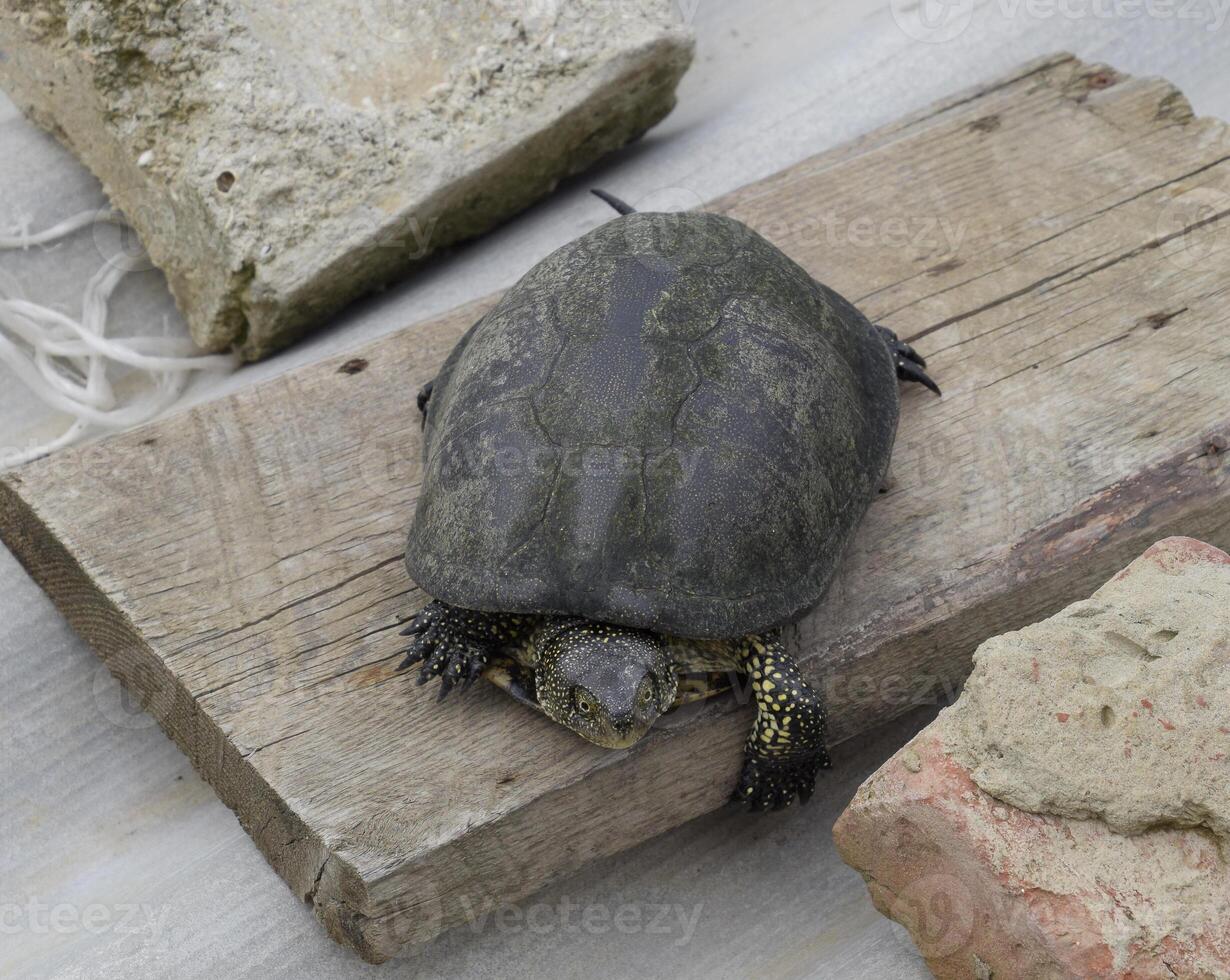 Ordinary river tortoise of temperate latitudes. The tortoise is an ancient reptile. photo