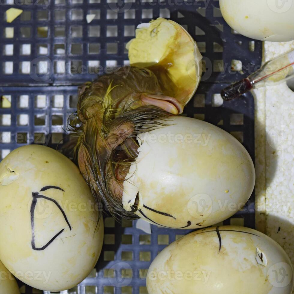 Musk duck ducklings hatched from eggs photo