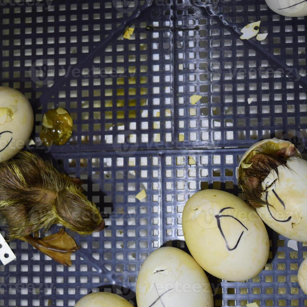 Musk duck ducklings hatched from eggs photo