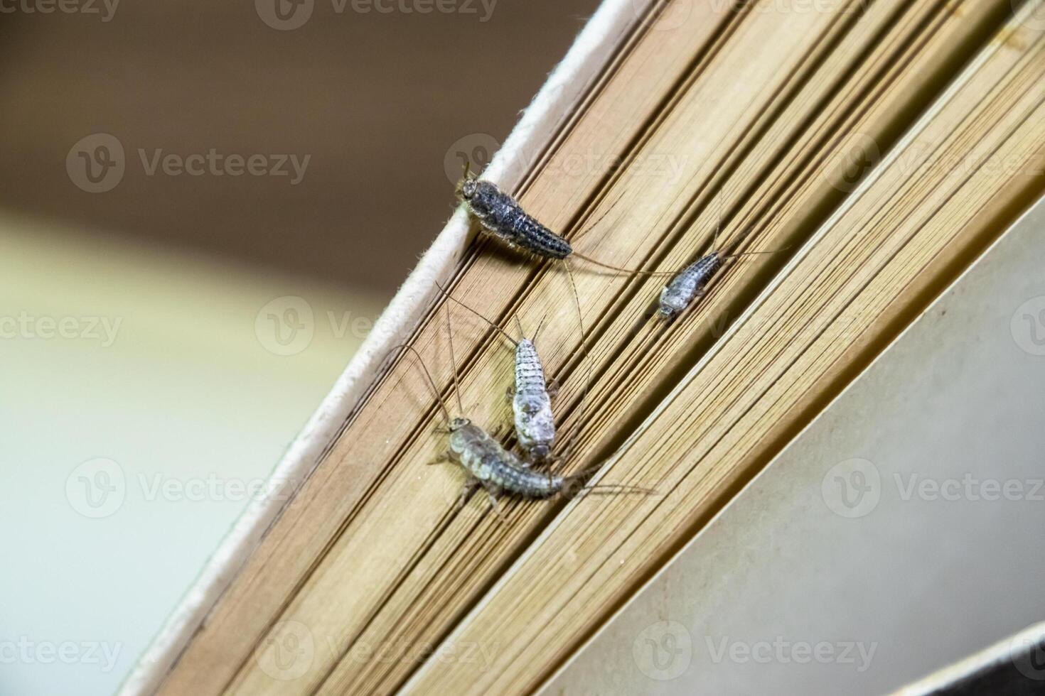 Thermobia domestica. Pest books and newspapers. Lepismatidae Insect feeding on paper - silverfish photo