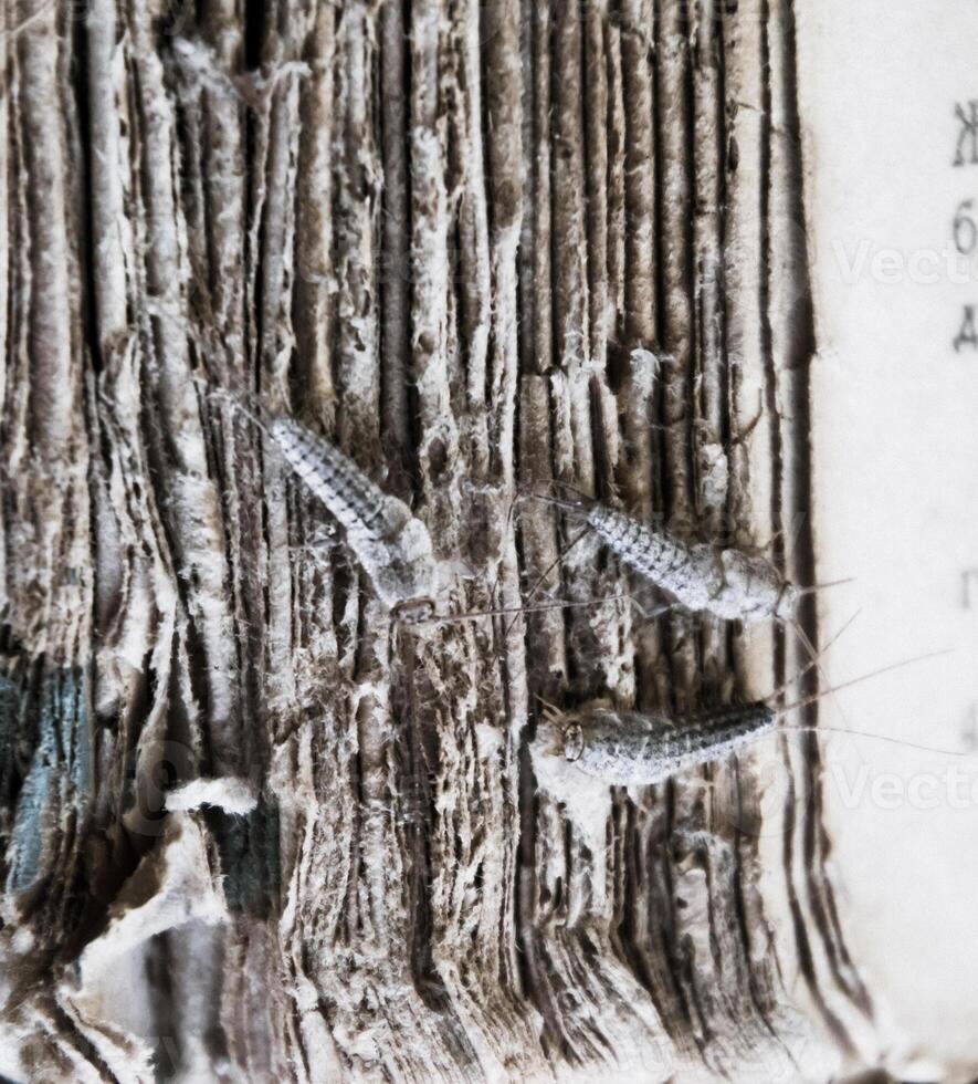 Silverfish three pieces on the torn cover of an old book. Pest books and newspapers. Insect feeding on paper - silverfish photo