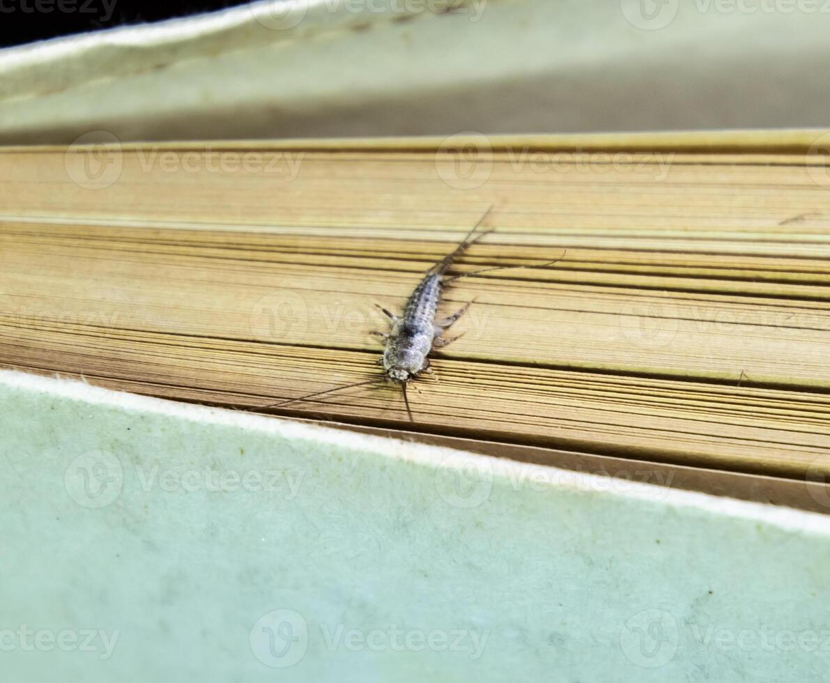 Thermobia domestica. Pest books and newspapers. Lepismatidae Insect feeding on paper - silverfish photo