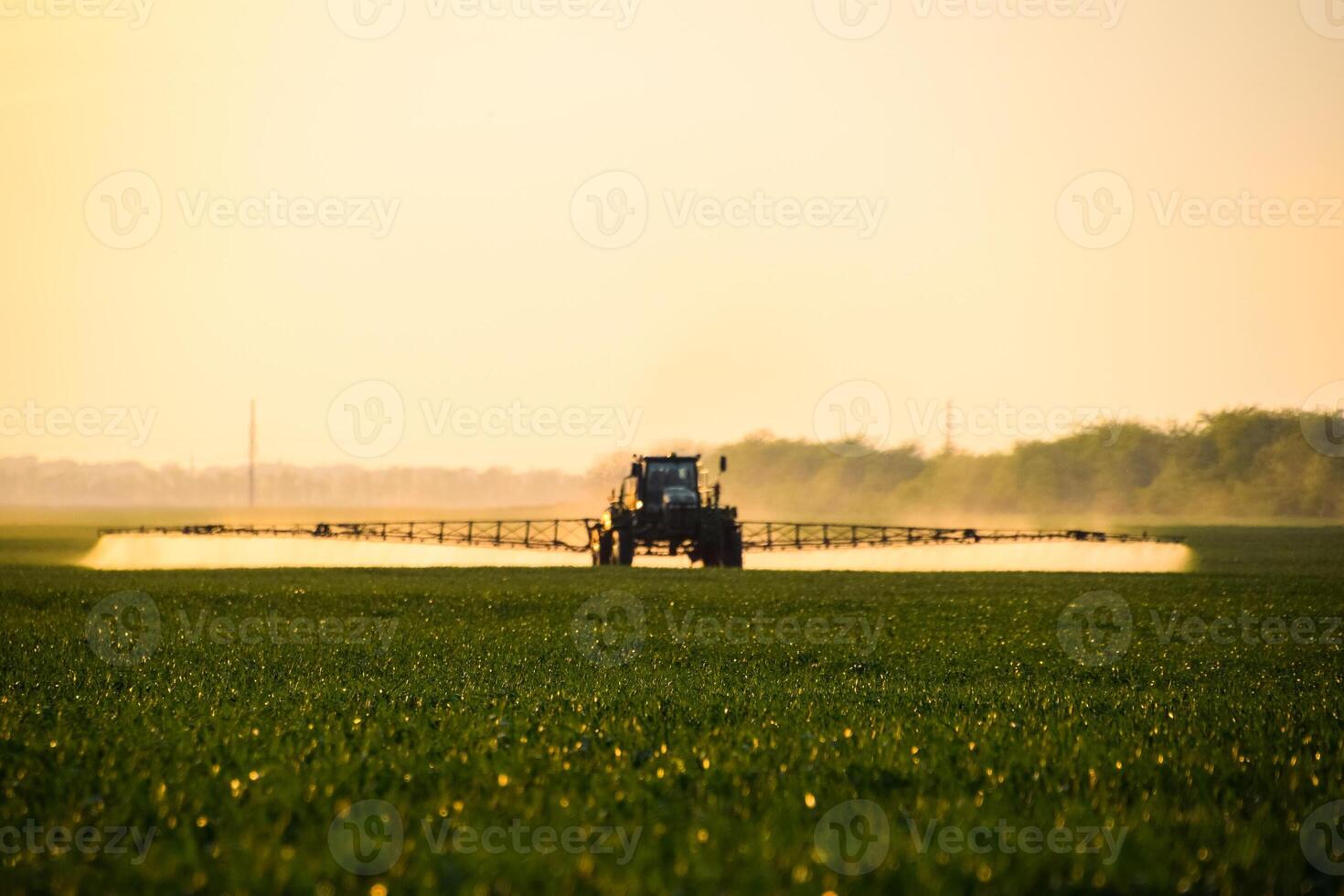 tractor with the help of a sprayer sprays liquid fertilizers on young wheat in the field. photo