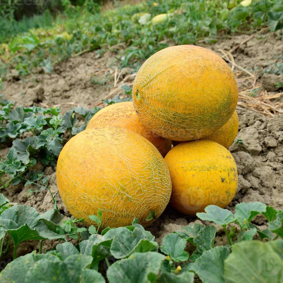 Melons, plucked from the garden, lay together on the ground photo