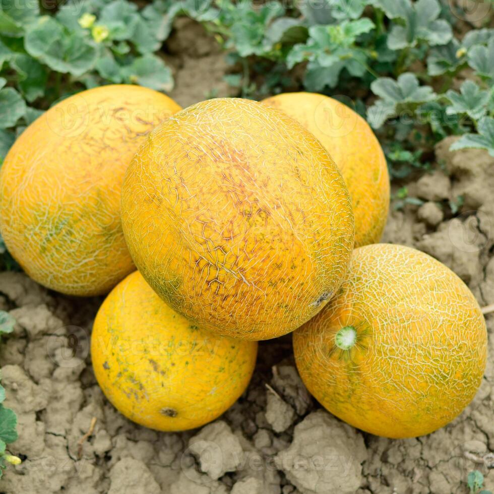 Melons, plucked from the garden, lay together on the ground photo