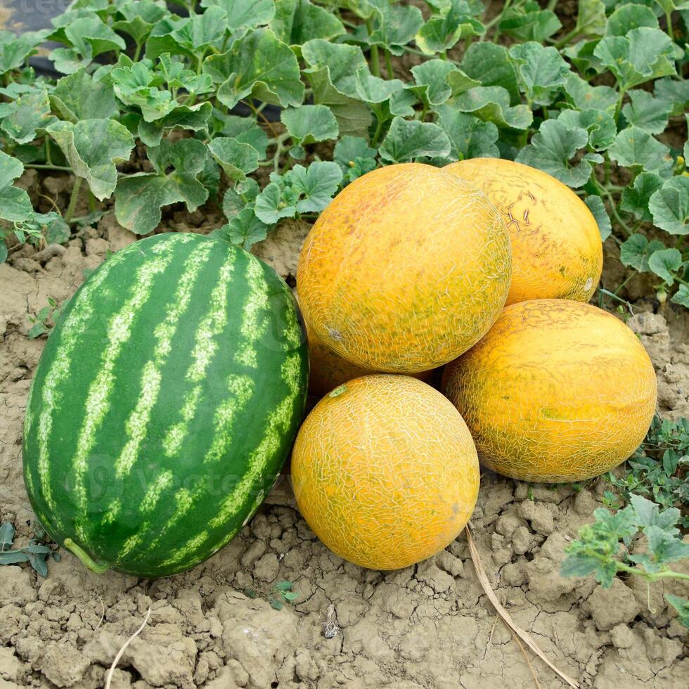 Ripe melon and watermelon the new harvest. photo