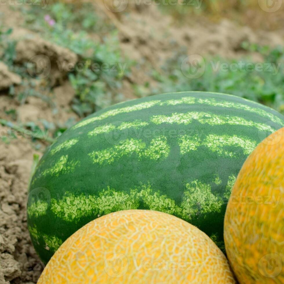 Ripe melon and watermelon the new harvest. photo